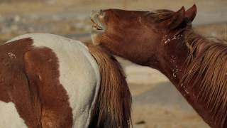 Wild free roaming mustangs in Nevada