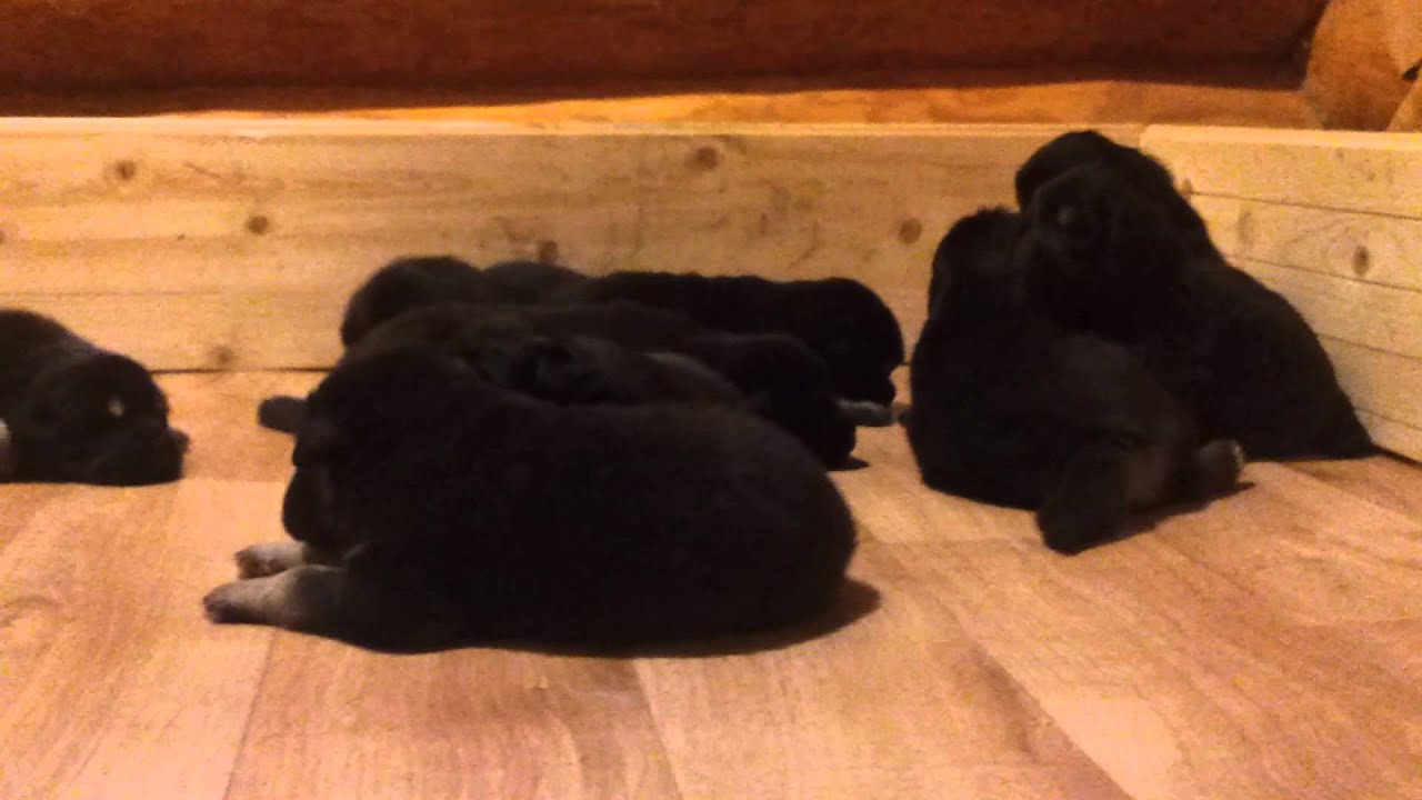 24 päeva elatud ja niisama nahistame :)