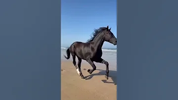حصاني كان دلال المنايا إلقاء خليل البلوشي شعر عنترة بن شداء 