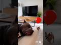 Wake Up Prank!Dog's reaction when the balloon is popped is funny #shorts
