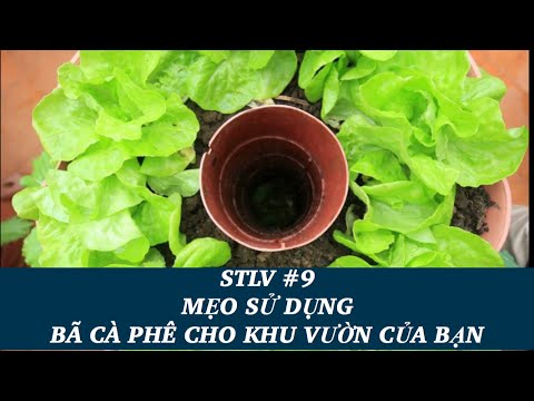 Video: Bón Phân Cho Vườn Rau Cà Phê