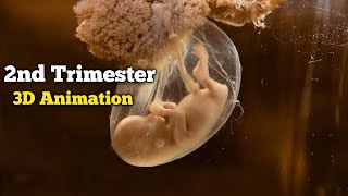 Pregnancy Week by Week - Second Trimester (Hindi/Urdu) 3d Animation