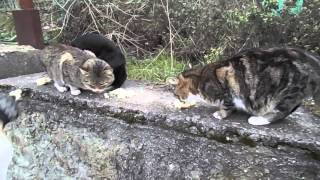 ШОК ! КОТЫ В ЯЛТЕ ! КОРМЛЕНИЕ ! ПОДПИСЫВАЙТЕСЬ НА МОЙ КАНАЛ ШОК ! КОТЫ В ЯЛТЕ ! КОРМЛЕНИЕ ! ПОДПИСЫВАЙТЕСЬ НА МОЙ КАНАЛ