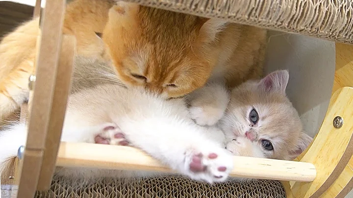 Watch the video about Dad Cat and Mom Cat lovingly pamper their little kittens. A happy cat family 🥰