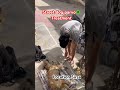Street dog parvo virus treatment #petcareprovider #puppy #dog #veterinarypharmacist #petcenter