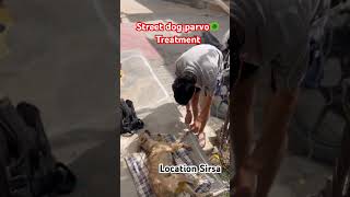 Street dog parvo virus treatment #petcareprovider #puppy #dog #veterinarypharmacist #petcenter