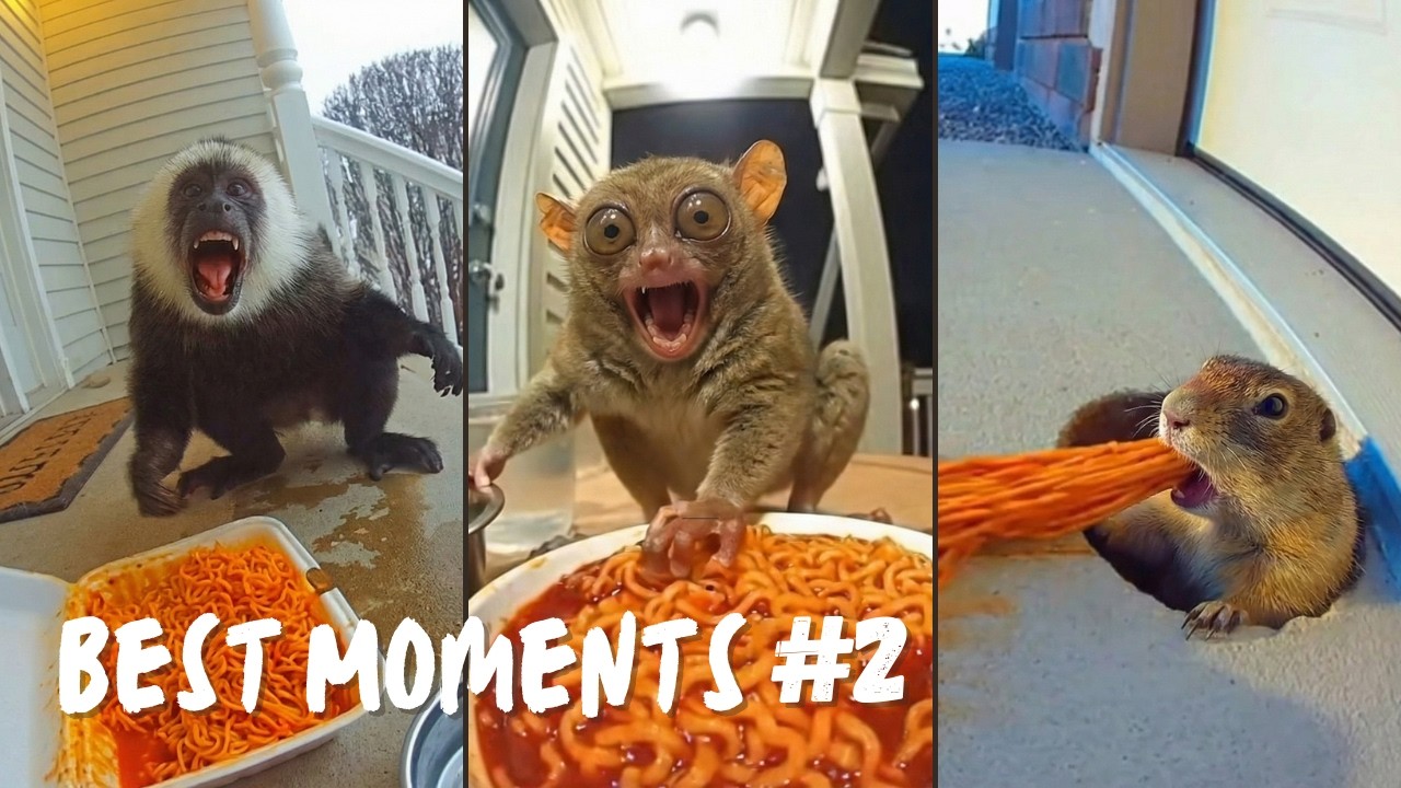 Best Moments of Animals Eating Spicy Noodles on Ring Cam #2 | Funny CCTV Compilation