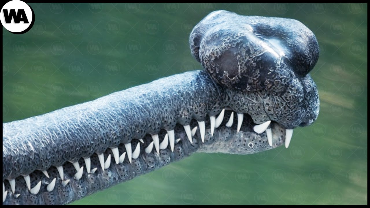If a Crocodile Has Grabbed You, Find Something in Its... - youtube