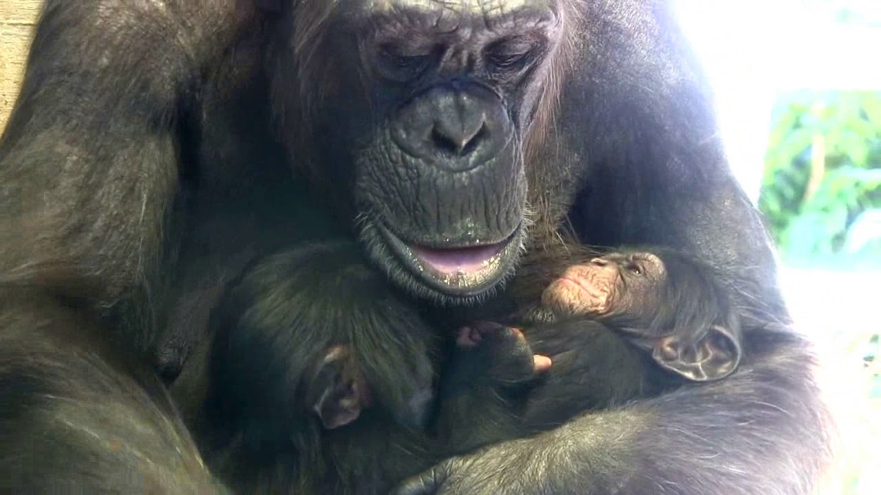 東山チンパンジー 双子の赤ちゃん 13  Chimpanzee twin baby