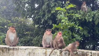 @Charmadi, eco tourism Karnataka, India #