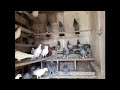 #PIGEONS #BAKU.    Бакинские голуби Рзаева Самира в Баку