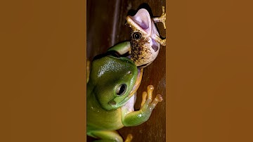 Kikker die zijn baby