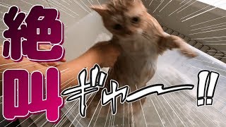 Cats just don't want to bathe