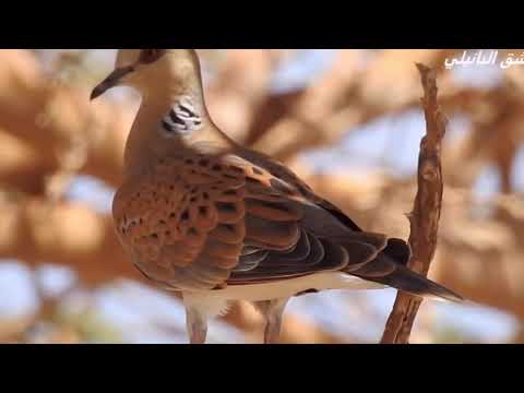 قميرية القميري عاشق البانيلي