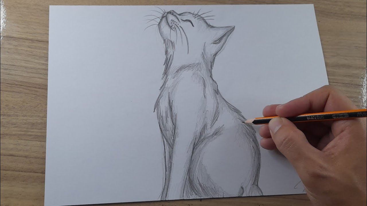 COMO DESENHAR UM GATO
