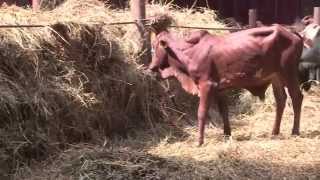 Somalia Livestock Export 2015 HD