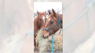 حصان مقيد بدون طعام شاهد ماذا فعل الحصان الآخر له