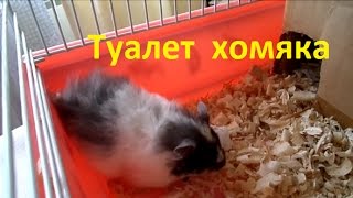 18/ Сирийский хомяк. Туалет хомяка. 18/ Сирийский хомяк. Туалет хомяка.