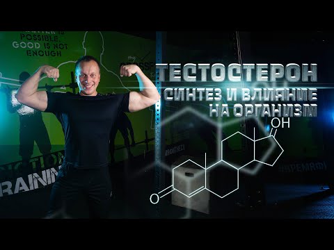 Тестостерон - синтез гормона и влияние на организм.