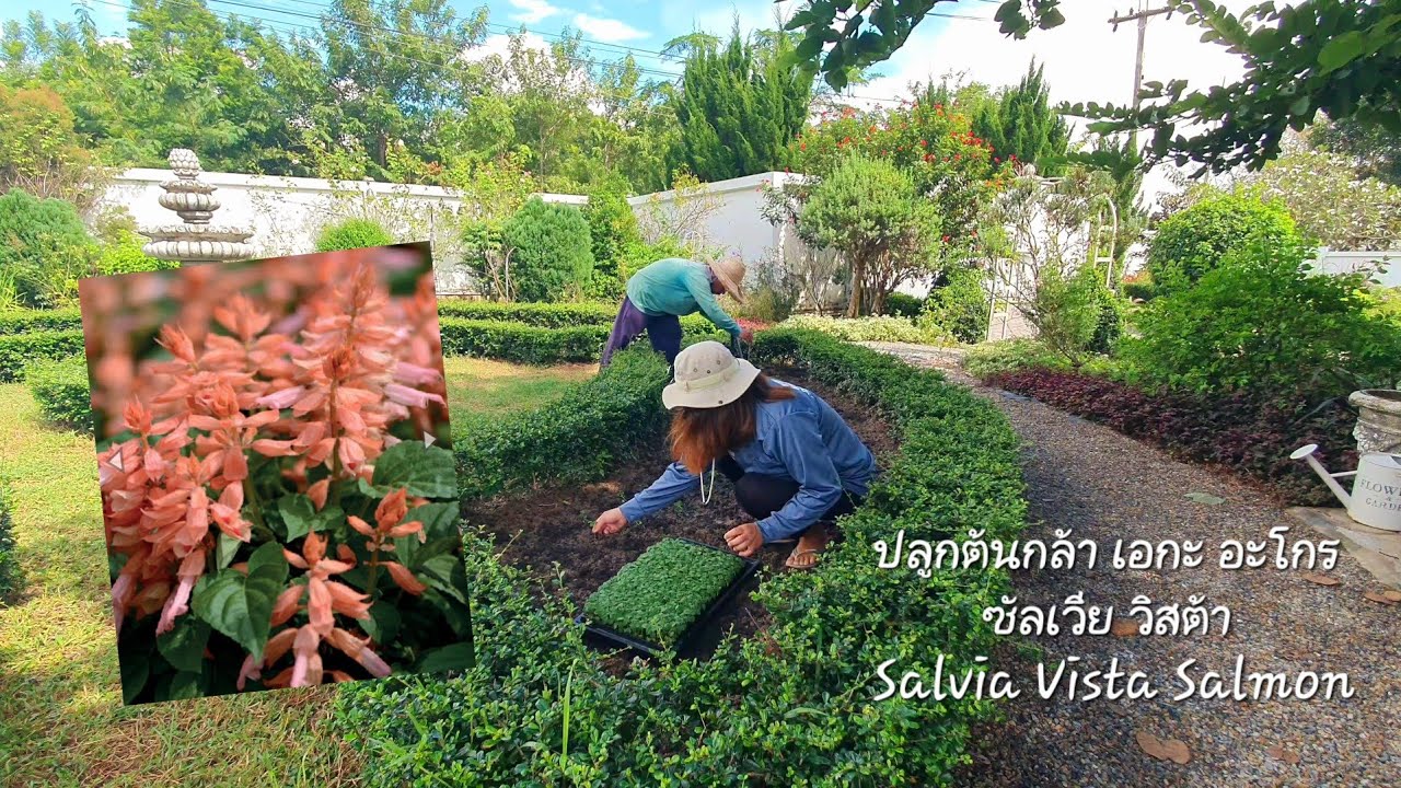 ปลูกดอกไม้รับหน้าหนาว ดอกซัลเวีย วิสต้าจาก AGA AGRO สวนอังกฤษหน้าบ้าน🧡👩‍🌾Hatley Garden