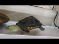 游的緊張兮兮的小斑龜 #turtle #pets #cute #funny