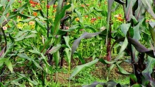 Famous Alan Kapuler: His Garden and Thoughts on Life Net Worth