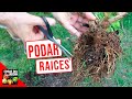 PODA DE RAICES PASO A PASO - INCREIBLES RESULTADOS - PLANTAS EN MACETA