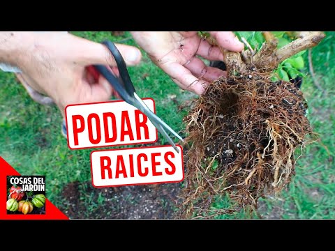 PODA DE RAICES PASO A PASO - INCREIBLES RESULTADOS - PLANTAS EN MACETA