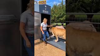 Harzaaii Brought Smilodon back to life😎😎