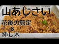 山あじさい　花後の剪定＆挿し木