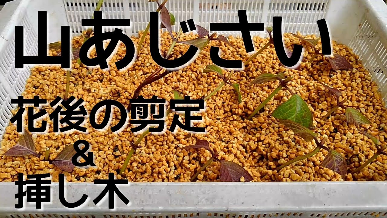 山あじさい 花後の剪定 挿し木 Youtube