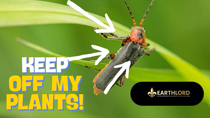 Doing This ONE THING Eliminates MULTIPLE 🪲PEST PROBLEMS in the Garden #garden #gardening