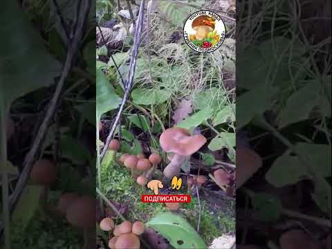 Video: Giftige paddenstoel Galerina omzoomd. Functies