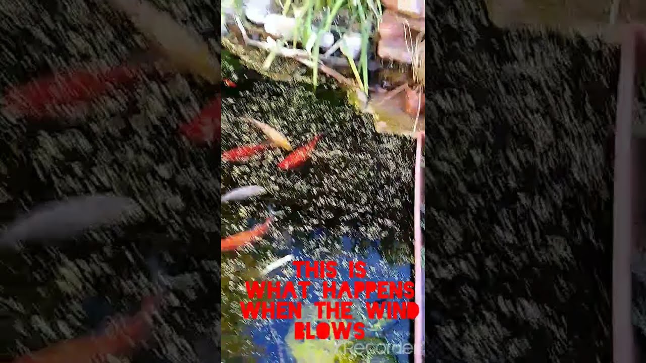 Changes need to be made to this pond... 