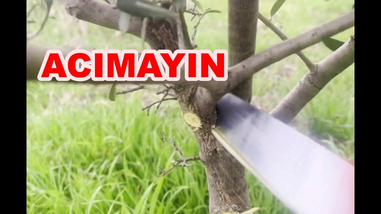 Zeytin Ağacı Şekil Budaması Nasıl Yapılır? Zeytin Ağacı Doğru Budama Teknikleri.