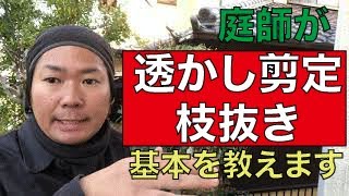 庭師の【透かし剪定】の基本を【キンモクセイ】で解説します