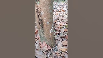 intelligent farmer techniques, tapping rubber sap #shorts