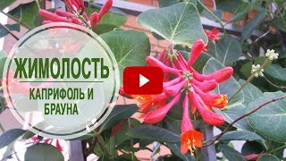 Садовые лианы 🌺 Жимолость Каприфоль и Брауна 🌺 Особенности выращивания