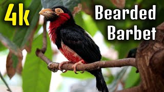 Download Lagu Baardbaardvogel, West-Afrikaanse wilde dieren MP3 Download Lagu Baardbaardvogel, West-Afrikaanse wilde dieren MP3