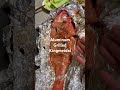 Aluminum grilled fish