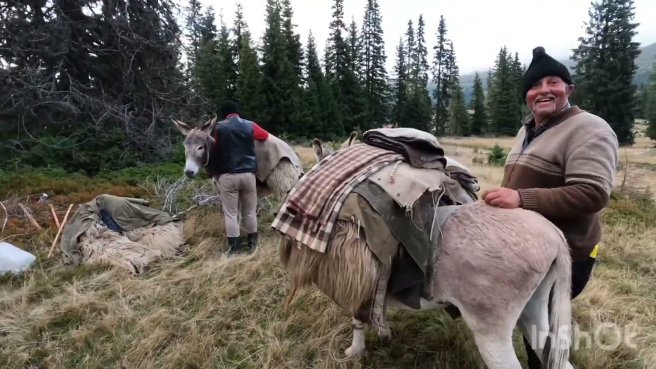 Transhumanta -Oile DL Costel Dan -Baciul Ilie Badan și Sl Costel Dan Coboară Oile de la Munte