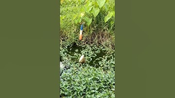 Mồi Câu Cá Rô Siêu Nhạy | Ẩm Thực | Út Ruộng TV