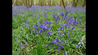 Bluebells, Birds & a Castle  April 2024