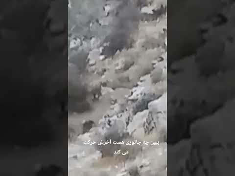همراه با طبیعت