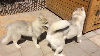 Siberian Husky kick puppy