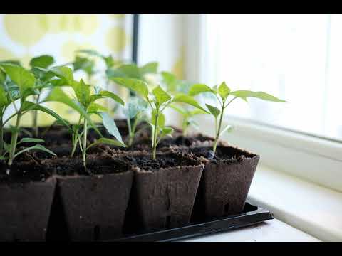 Коли садити перець для успішного врожаю