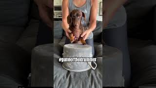Puppy Drums! #dachshund #cutepuppy #minidachshund #cutedog #drums #dog