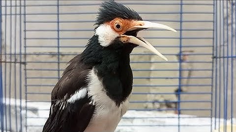 Pancingan Jalak Suren Gacor Mompa Full Variasi - Masteran Suara Burung Jalak Gacor Full Isian Mewah