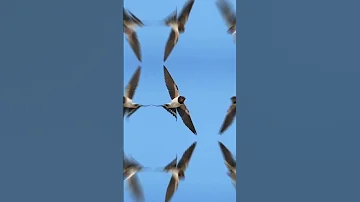 Swallow Sound صوت سمرمر سنونو حجي ز صيد Hunting Like Subscribe Share Shorts 
