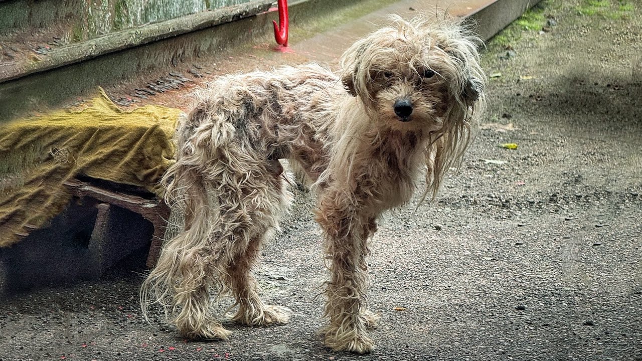 Watch the Moment Terrified Dog Realises Someone's here to Help